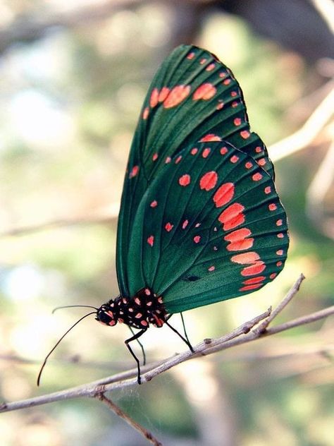 Exotic Butterflies, Photo Papillon, Butterfly Chrysalis, Beautiful Butterfly Pictures, Beautiful Butterfly Photography, Butterfly Art Painting, Butterfly Species, Beautiful Butterflies Art, Butterflies Flying