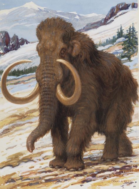 Prehistoric Man, Prehistoric Wildlife, Woolly Mammoth, Prehistoric World, Wooly Mammoth, Ancient Animals, Prehistoric Art, Paleo Art, Extinct Animals