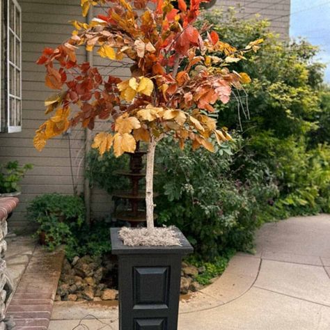 How to Make a Stunning DIY Faux Fall Tree That Looks Real