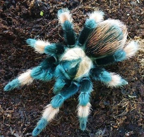 Brazilian Black Tarantula, Biggest Spider, Colorful Spiders, Black Tarantula, Aesthetic Spider, Spider Aesthetic, Spider Photography, Drawing Spider, Tattoo Spider