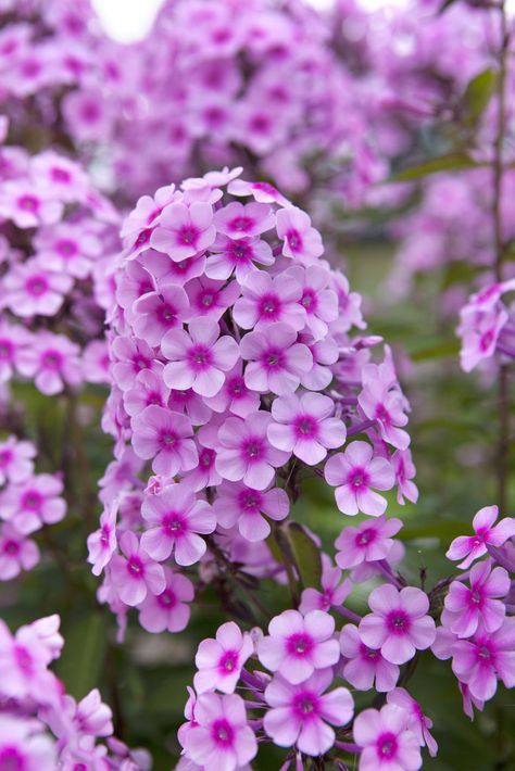 perennial phlox 'Miss Pepper' Phlox Flowers, Phlox Paniculata, Purple Flowers Garden, Backyard Flowers, Flower Landscape, Propagating Plants, Flower Phone Wallpaper, Beautiful Flowers Pictures, Flowers Perennials