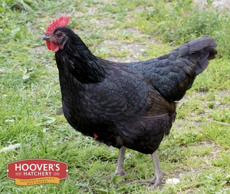 Asian Black Dorking Chickens, Chickens Backyard Breeds, Australorp Chicken, Laying Chickens Breeds, Baby Chicks Raising, Best Egg Laying Chickens, Egg Laying Chickens, Chicken Owner, Black Chickens