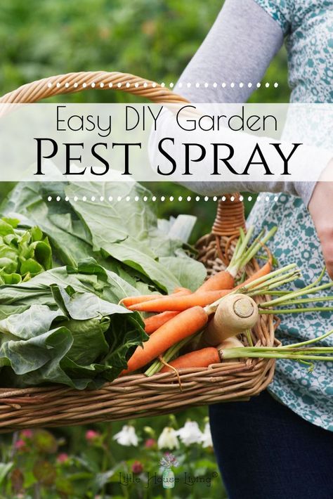 Bug Spray for Gardens - You worked hard to grow that garden this year, make sure your plants are protected with this incredibly simple homemade bug spray for plants! Vegetable Garden Bug Repellent, Diy Garden Bug Repellent, Natural Bug Repellent For Vegetable Garden, Diy Garden Bug Spray, Natural Bug Spray For Plants Vegetable Garden, Natural Insecticide For Garden, Organic Bug Spray For Vegetable Garden, Homemade Bug Spray For Plants, Diy Bug Spray For Plants