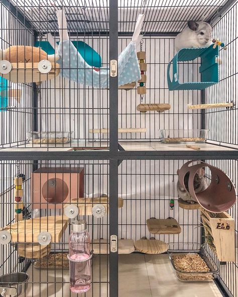 Aesthetic Chinchilla Cage, Chinchilla Enrichment, Chinchilla Cage Ideas Aesthetic, Chinchilla Enclosure, Chinchilla Cage Ideas, Pet Chipmunk, Diy Bunny Cage, Chinchilla Care, Chinchilla Cute