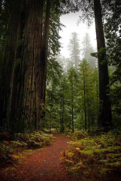 Humboldt Redwoods State Park, Redwood Forest, Tall Trees, Big Tree, In The Woods, State Park, Beautiful World, Beautiful Landscapes, The Great Outdoors