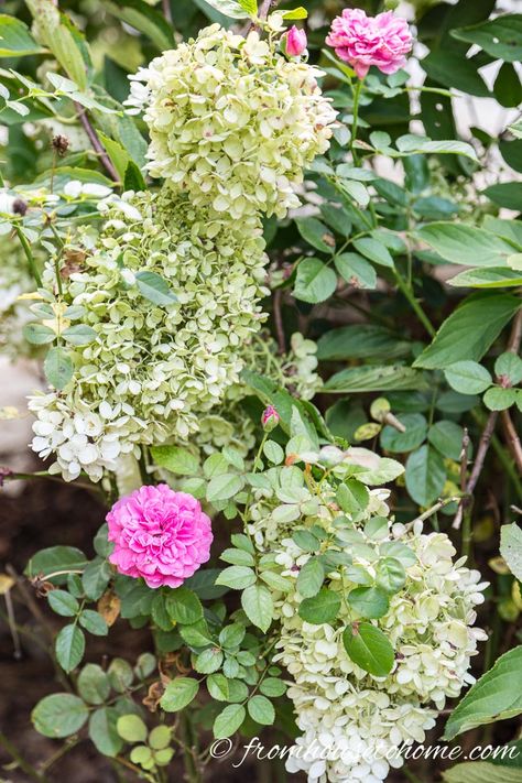 Rose Hydrangea Garden, Roses Growing, Hydrangea Varieties, Types Of Hydrangeas, Green Gardens, Panicle Hydrangea, Hydrangea Bloom, Landscaping Software, Growing Together