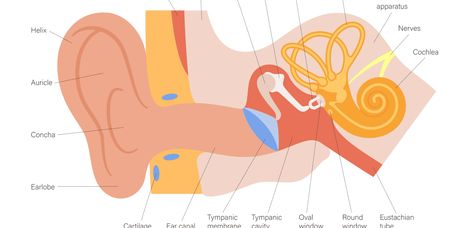 How to Get Rid of Fluid in Ear at Home: 5 Tips - Ear to Hear Water In Ear How To Get Rid Of, How To Get Rid Of Fluid In Ear, Fluid In Ears How To Get Rid Of, How To Drain Fluid From Ears, Fluid In Ear Remedy, How To Unstop Ears, Fluid Behind Eardrum, Drain Ear Fluid, Ear Congestion Relief