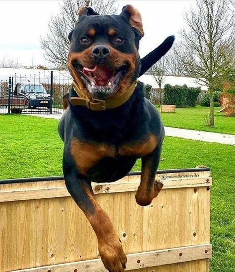 Rottweiler Pictures, Funny Rottweiler, Rottweiler Funny, Rottweiler Breed, Rottweiler Love, Rottweiler Mix, Rottweiler Lovers, Really Cute Puppies, Lovely Family