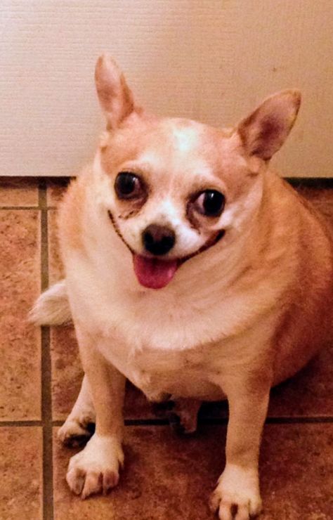 Fat Chihuahua, Brown Chihuahua, Fat Animals, Fat Dogs, Funny Looking Cats, Short Dog, Chihuahua Funny, Silly Dogs, Chihuahua Dogs