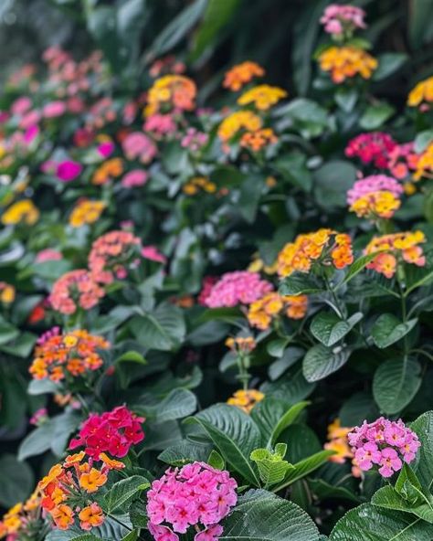 Lantana Bush, Tropical Landscapes, Insecticidal Soap, White Flies, Flower Display, Tropical Landscaping, Drought Tolerant, Garden Beds, Step Guide