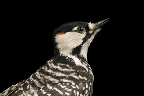 red cockaded woodpecker Joel Sartore, Alabama Beaches, Fort Morgan, National Geographic Photos, Endangered Species, Natural Disasters, National Geographic, Oklahoma, Birds