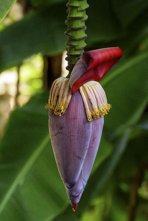 Banana Blossom, Hotel Flowers, Banana Flower, Food Art Photography, Banana Plants, Flower Painting Canvas, Banana Tree, Olive Oil Bottles, Beautiful Fruits