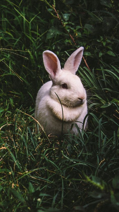 Cute Wallpapers Iphone, Rabbit Breeding, Rabbit Information, Wildlife Wallpaper, White Wallpaper For Iphone, Rabbit Wallpaper, Silly Rabbit, Cute Instagram Captions, Book Log