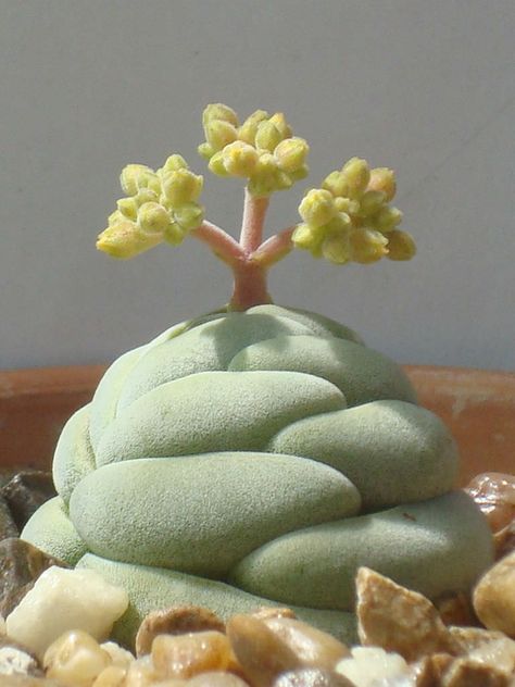 Crassula alstonii - See more at: http://worldofsucculents.com/crassula-alstonii Room Plants, Beautiful Succulents, Alien Plants, Weird Plants, Drawing Prompts, Cactus Succulents, Succulent Gardening, Unusual Plants, Agaves