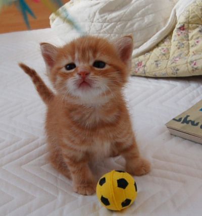 Images Jumma Mubarak, Kitten Playing, Ginger Kitten, Orange Kittens, Adorable Kittens, Cute Kitties, Kittens Playing, Orange Cats, Baby Kittens