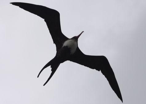 ʻIwa - the Frigate bird, also referring to an attractive person... or a thief Frigate Bird Tattoo, Big Bird Tattoo, Bird Wings Costume, Frigate Bird, Small Bird Tattoos, Bird Tattoo Wrist, Grandparents House, Bird Quotes, Silhouette Tattoos