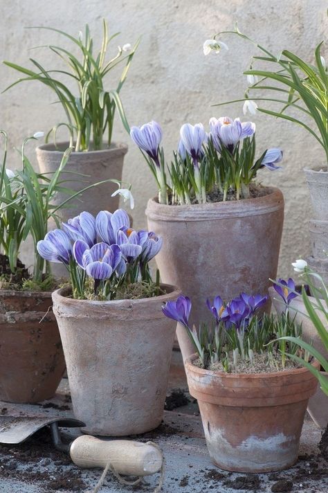 Garden Inspo, Container Gardening Flowers, Spring Decorating, House Deck, Stair Steps, Garden Containers, House Plants Decor, Spring Bulbs, Visual Inspiration