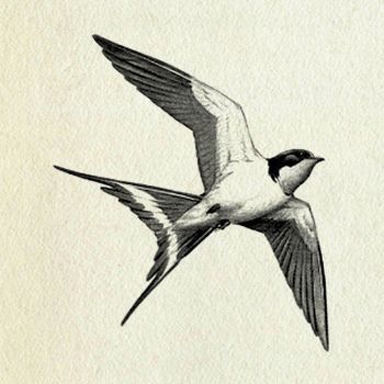 Sparrow drawing Barn Swallow Tattoo, Swallow Tattoo Design, Swallow Bird Tattoos, Bird Tattoo Meaning, Freedom Bird, Vogel Tattoo, Tier Tattoo, Flying Bird Tattoo, Tattoo Bird