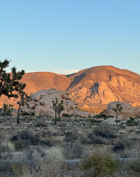 🌵✨ We've recently returned from a refreshing retreat in Joshua Tree. Embark on a journey to the enchanting landscapes with us! 🏜️ From breathtaking sunsets to rugged desert beauty, our recent trip was a true exploration of California's desert wonders. Swipe through to immerse yourself in the magic of Joshua Tree! 📸 #JoshuaTree #NatureExploration #DesertBeauty #Wanderlust #California #cali #roadtrip #designinspiration Joshua Tree Landscape, Joshua Tree Desert, Breathtaking Sunsets, Desert Beauty, California Desert, Landscape Trees, Joshua Tree, Cali, The Magic