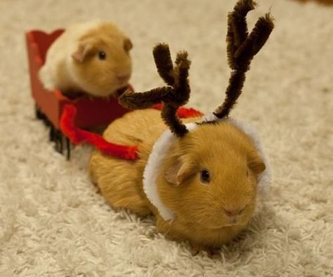 Cheezburger Image 9245198336 Guinea Pig Costumes, Pig Pics, Guinea Pig Clothes, Guinea Pigs Funny, Pig Costumes, Baby Guinea Pigs, Pig Pictures, Pet Guinea Pigs, Cute Guinea Pigs