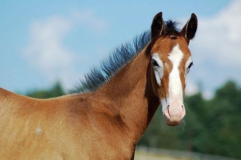 Unique Horses Coloring, Face Markings, Facial Markings, Ranch Horses, Horse Markings, Paint Horses, Gray Coat, Horse Boarding, Most Beautiful Horses