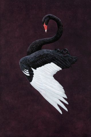 Black Swan Animal, Black Swan Bird, Black Swan Tattoo, Swan Animal, Swan Tattoo, Swan Painting, Swans Art, White Swan, Swan Lake