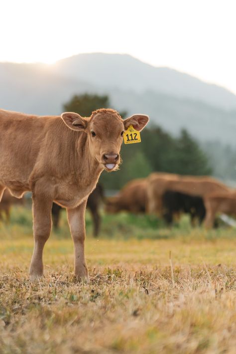 Jackson Hole, Wyoming Cattle Ranch  Carpenter Cattle Company  Full Blood Japanese Wagyu  Akaushi and Black Wagyu All Photographs Taken by Colby Carpenter @3cwagyu Japanese Wagyu, Cattle Ranch, Fluffy Cows, Cattle Ranching, Jackson Hole Wyoming, Baby Cows, Jackson Hole, Cute Cows, Beautiful Animals