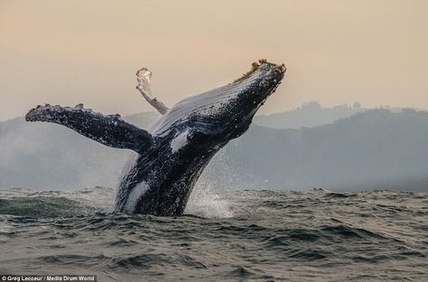 Whale Jumping, Whale Pictures, Whale Sharks, Africa Do Sul, Underwater Life, Marine Mammals, Humpback Whale, Whale Shark, Ocean Creatures