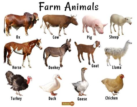 Farm Animals List, Facts, and Pictures Rustic Desserts, Farm Animals List, Farm Names, Animals Name List, Farm Experience, Wild Animals List, Animals List, Farm Animals Pictures, Animal Pictures For Kids