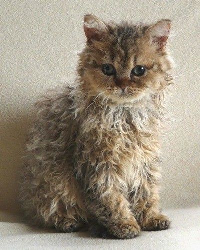 Curly Haired Cat, Selkirk Rex Kittens, Curly Cat, Ragdoll Kittens For Sale, Selkirk Rex, Ragdoll Kittens, Rex Cat, Kitten Pictures, Cute Cats And Kittens