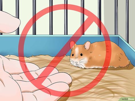 How to Make Your Hamster Trust You: 12 Steps (with Pictures) Hamster Tips, Taking Care Of Pets, Diy Hamster Toys, Pigs As Pets, Hamster Diy Cage, Hamster Kawaii, Hamster Breeds, Roborovski Hamster, Hamster Ideas