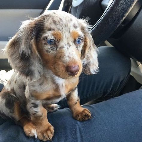 Dapple Dachshund Puppy, Baby Dachshund, Dachshund Funny, Dapple Dachshund, Long Haired Dachshund, Weenie Dogs, Dachshund Puppies, Dachshund Puppy, Dachshund Love