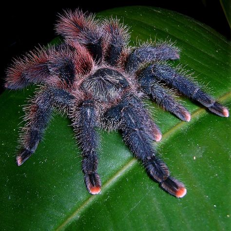 Avicularia braunshauseni Pet Tarantula, Spider Species, Wolf Spider, Itsy Bitsy Spider, Spider Mites, Pink Toes, Jumping Spider, A Bug's Life, Most Beautiful Animals