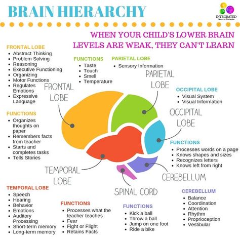 Integrated Learning Strategies on Instagram: "Here's why we need to develop the lower levels of the brain before we can focus on the higher levels of learning... If a child doesn't have good balance, attention and emotional stability (lower levels of the brain), they cannot learn to read, write, spell and do math. Here are a few lower levels of the brain that are critical for higher learning: ✅ Cerebellum: 📍Balance 📍Coordination 📍Attention 📍Rhythm 📍Proprioception 📍Vestibular ✅ Temporal Lob Frontal Lobe Function, Speech Language Pathology Grad School, Brain Anatomy And Function, Occupational Therapist Assistant, Occipital Lobe, Psychology Notes, Sensory Input, Integrated Learning, Pediatric Occupational Therapy