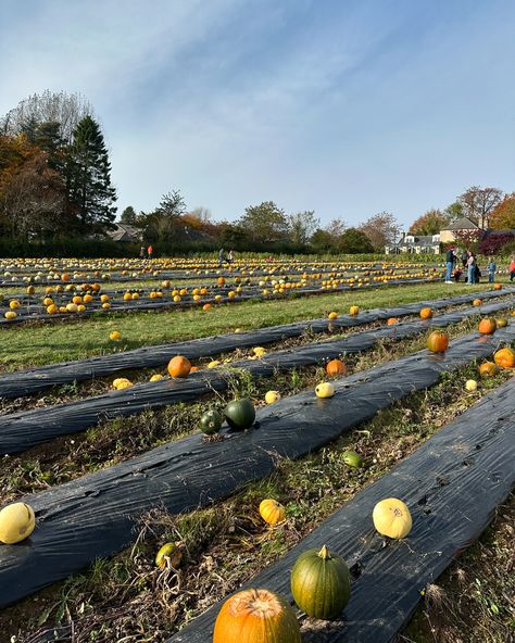 Pumpkin patch 24 for mums birthday🧡🎃✨ Mums Birthday, Mum Birthday, Pumpkin Patch, Birthday