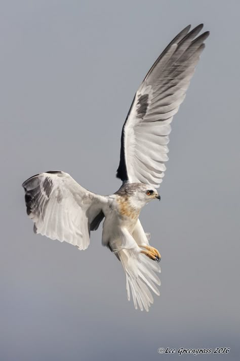 White-tailed Kite White Tailed Kite, Raptors Bird, Best Cameras, Animal Study, Bird Wings, Arte Inspo, Design Tattoo, Bird Photo, Birds Of Prey