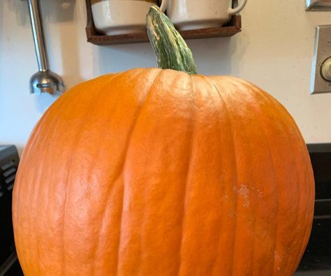 Big Pumpkin, Biggest Pumpkin, Pumpkin Pudding, Fresh Pumpkin, Large Pumpkins, Freezer Containers, Large Pumpkin, Vanilla Wafers, Cooking For Two