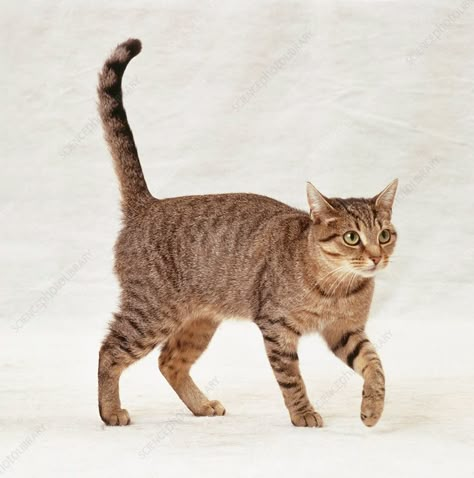 Brown mackerel tabby cat walking forwards - Stock Image - C053/6783 - Science Photo Library Brown Mackerel Tabby Cat, Light Brown Tabby Cat, Cat Reference Poses Photo, Cat Walking Reference, Cat Photo Reference, Cat Pose Reference Photos, Cat Pose Reference, Cat Reference Photo, Mackerel Tabby Cat