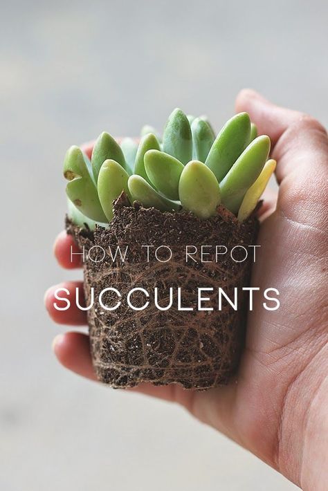 How to Repot Succulents Repot Succulents, Transplant Succulents, Growing Succulents, Succulent Gardening, Succulent Care, Succulent Terrarium, Cactus Y Suculentas, Plant Mom, Cactus And Succulents