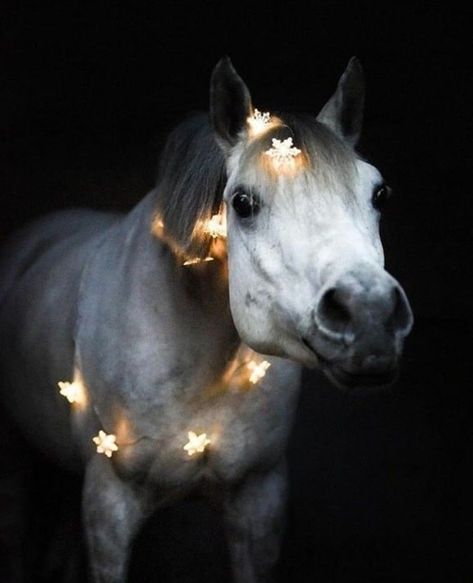 Sweet, sweet bliss In nature’s being provide for the innocence of youth. Beautiful Horses Photography, Winter Horse, Cute Horse Pictures, Horse Costumes, Cute Ponies, Christmas Horses, Horse Aesthetic, Wallpaper Tumblr, Foto Tips