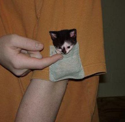 Look at the tiny bundle of sweetness.  Just look at it.  21 Kittens Hanging Around In Pockets Silly Animals, Small Cat, Funny Cute Cats, Cute Kittens, Silly Cats, Cute Creatures, Pretty Cats, Cute Little Animals, Crazy Cat Lady