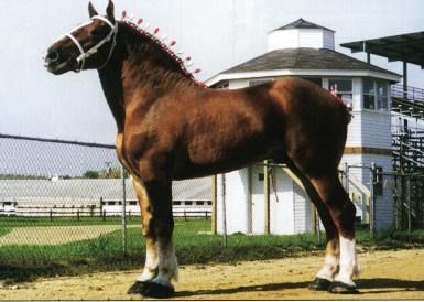 Horse Species, Draft Horse Breeds, Belgian Draft Horse, Belgian Horse, Fell Pony, Horse Reference, Horse Information, Draft Horse, Big Horses