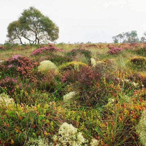 Ancient Scotland Aesthetic, Witch Shawl, Irish Nature, Ancient Scotland, Bog Witch, Fire Illustration, Scotland Aesthetic, Hampton Court Flower Show, Peat Bog