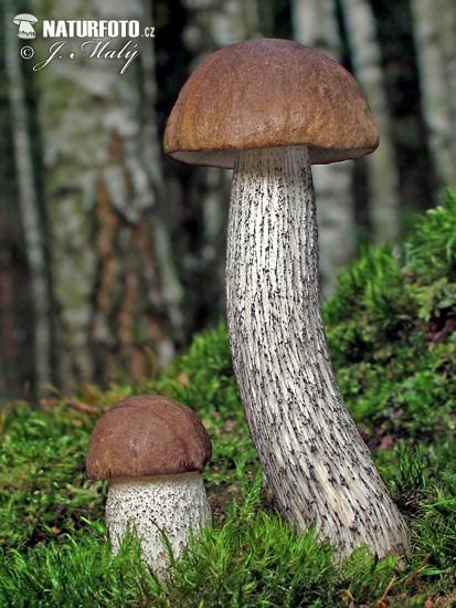 Brown Birch Bolete (Leccinum scabrum) ~ © Jaroslav Maly Edible Wild Mushrooms, Fantastic Fungi, Lichen Moss, Mushroom Pictures, Slime Mould, Edible Mushrooms, Mushroom Hunting, Mushroom Fungi, Wild Mushrooms