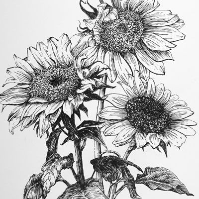 Sunflower Sketches, Sunflowers Art, Easy Flower Drawings, Sunflower Drawing, Pen Art Drawings, Floral Drawing, Sunflower Art, Arte Sketchbook, Botanical Beauty