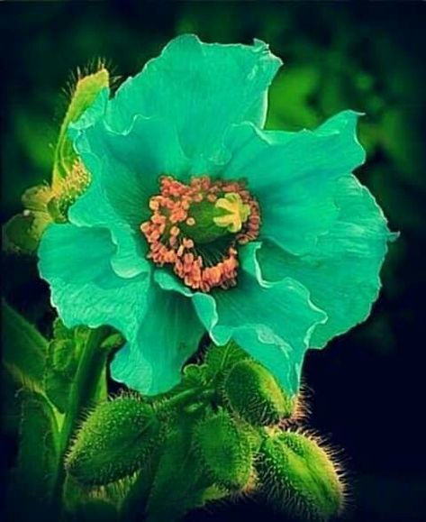 Wallpaper Flower, Blue Poppy, Flowers Perennials, Exotic Flowers, Poppy Flower, Types Of Flowers, Flowers Nature, Flower Photos, Flower Seeds