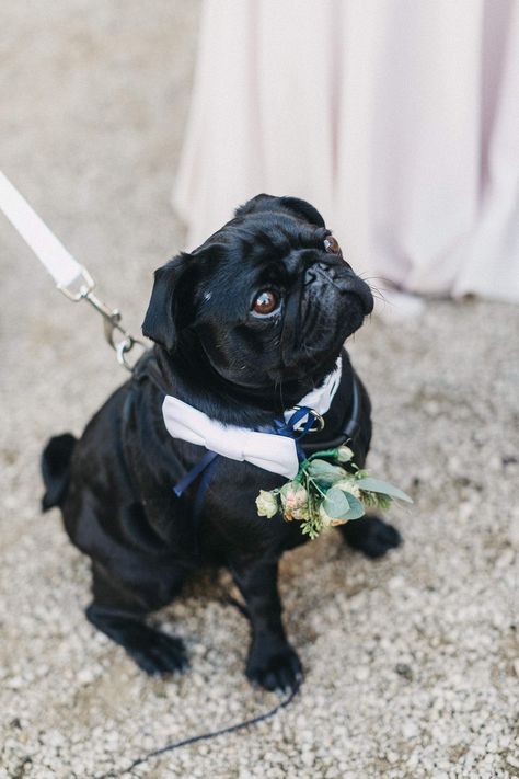 Paul the Pug | Stunning Syon Park Wedding with Quill Stationery Suite | Nancy Ebert Photography Wedding Puppies, Black Lab Wedding, Pug At Wedding, Pug Wedding, Syon Park Wedding, Black And White Pug, Pug Puppy Black, Summer Wedding Outdoor, Black Pug