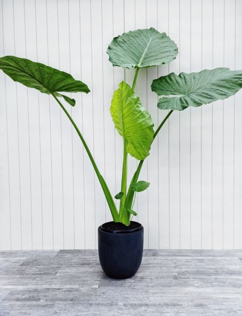 Alocasia Calidora, Alocasia Macrorrhiza, Alocasia Black Stem, Silver Dragon Alocasia, Variegated Alocasia Frydek, Elephant Ears, Plant List, All Plants, Outdoor Plants