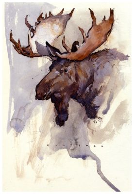 Bull Moose, Deer Illustration, Loose Watercolor, Watercolor Art Lessons, Moose, Pen And Ink, Beautiful Pictures, Art Lessons, Deer