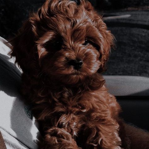 Pin by Juveriya on Book couples | Cute animal pictures, Brown puppies, Cute animal photos Brown Goldendoodle, Cat Pregnancy, Brown Labradoodle, Aesthetic Animals, Book Couples, Cute Puppy Wallpaper, Puppy Mom, Puppies Cute, Brown Puppies